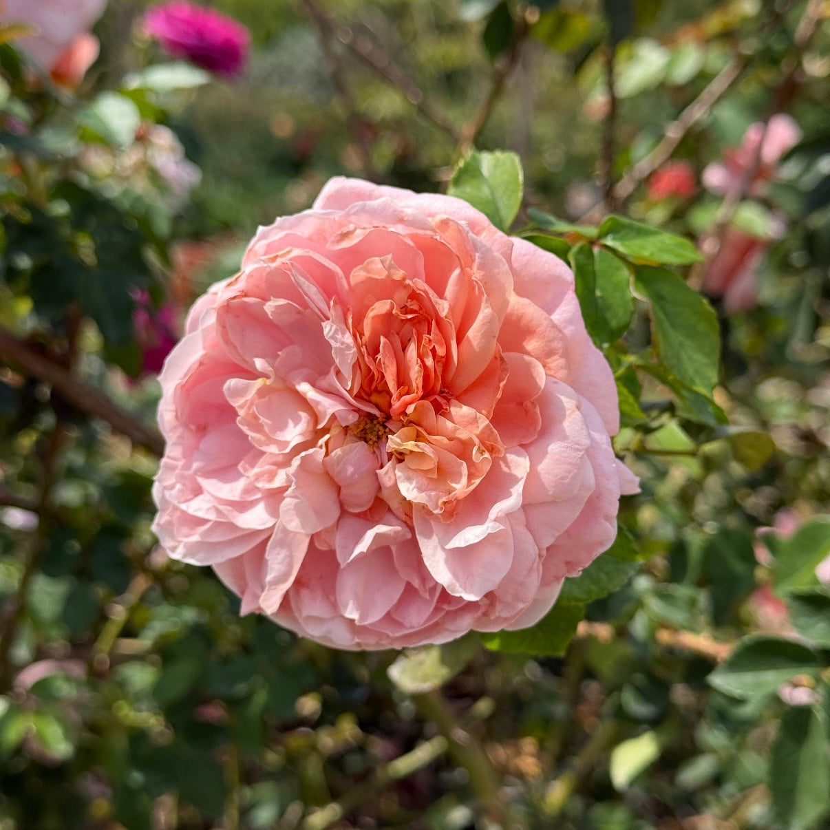 Colette Climbing Rose | Fragrant Pink Climbing Rose | Grace Rose Farm