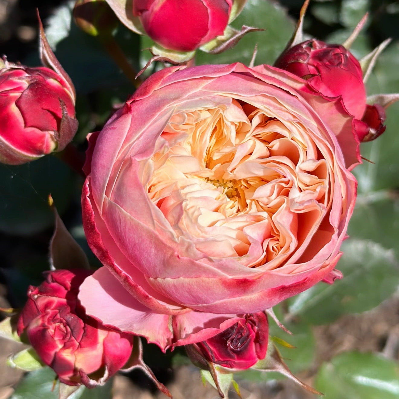 Multicolor Roses | Ever-Changing Petal Beauty | Grace Rose Farm