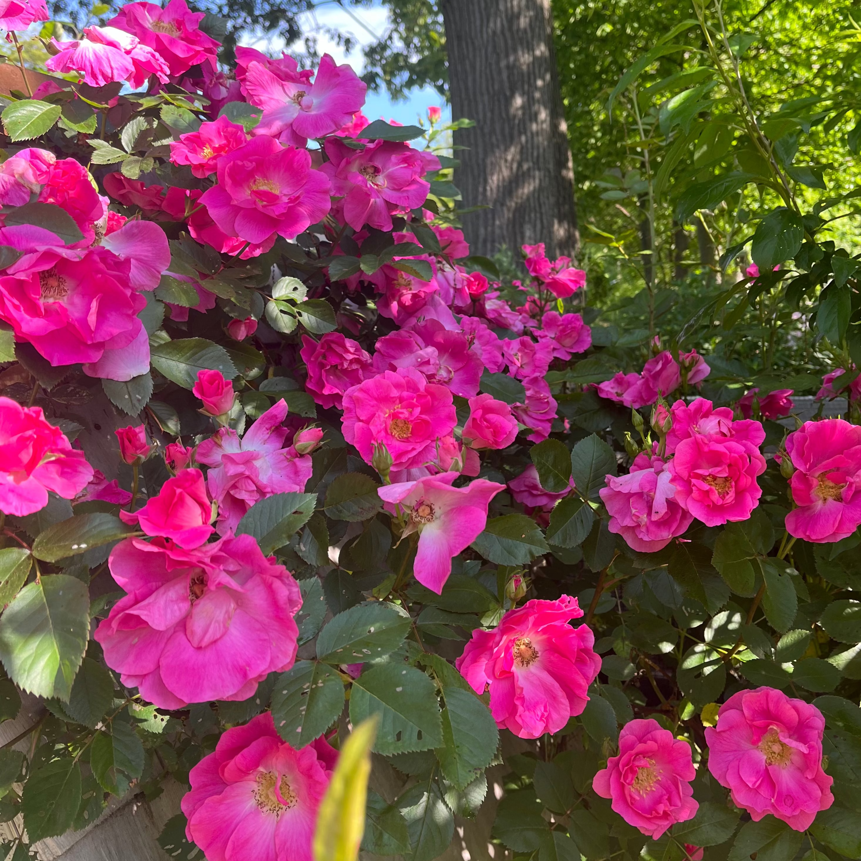 Bouquet of pink flowers with green leaves against a natural background