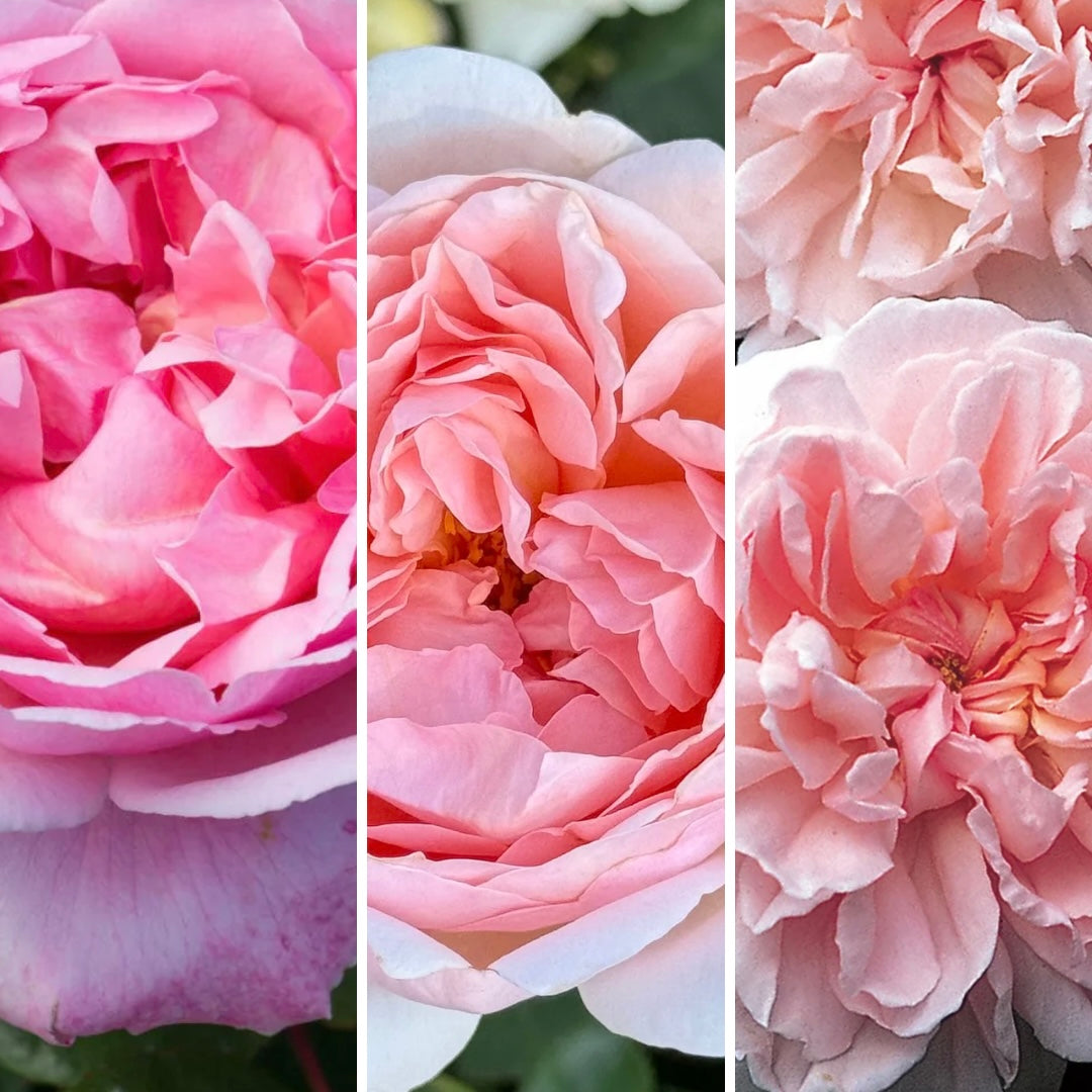3 Pack David Austin® - English Love Story Collection - Brother Cadfael®, Ambridge Rose® & Eglantyne