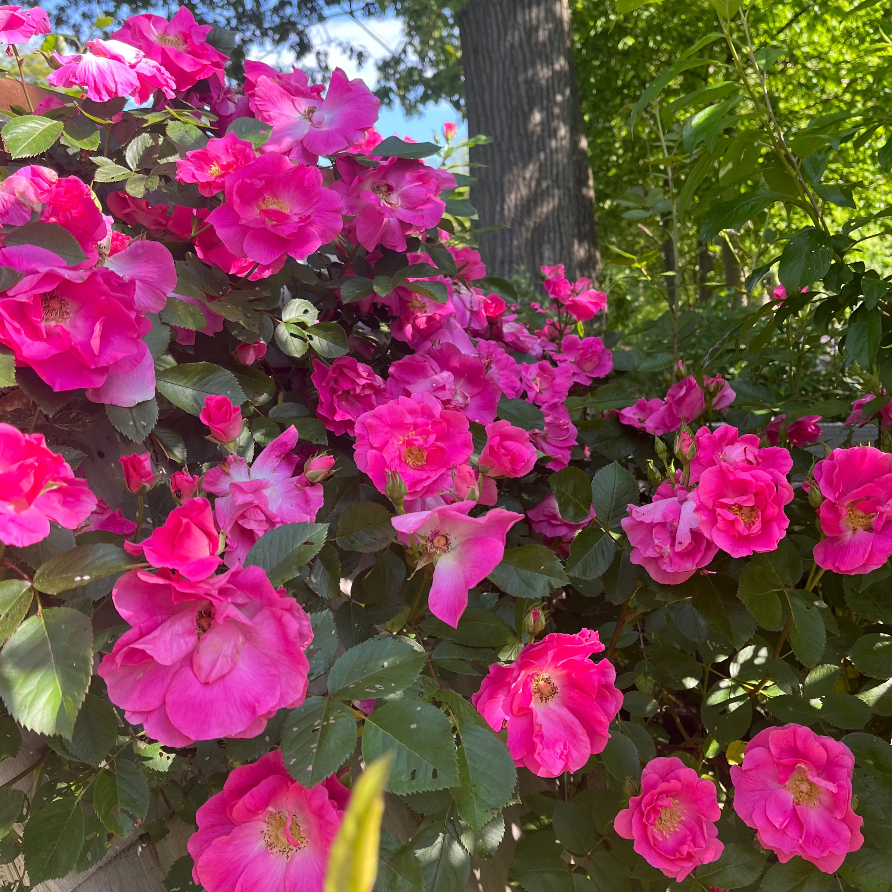 Grace Rose Farm Zephirine Drouhin Climbing Rose