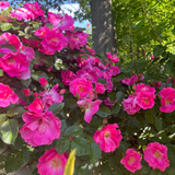 Zephirine Drouhin Potted Climbing Rose