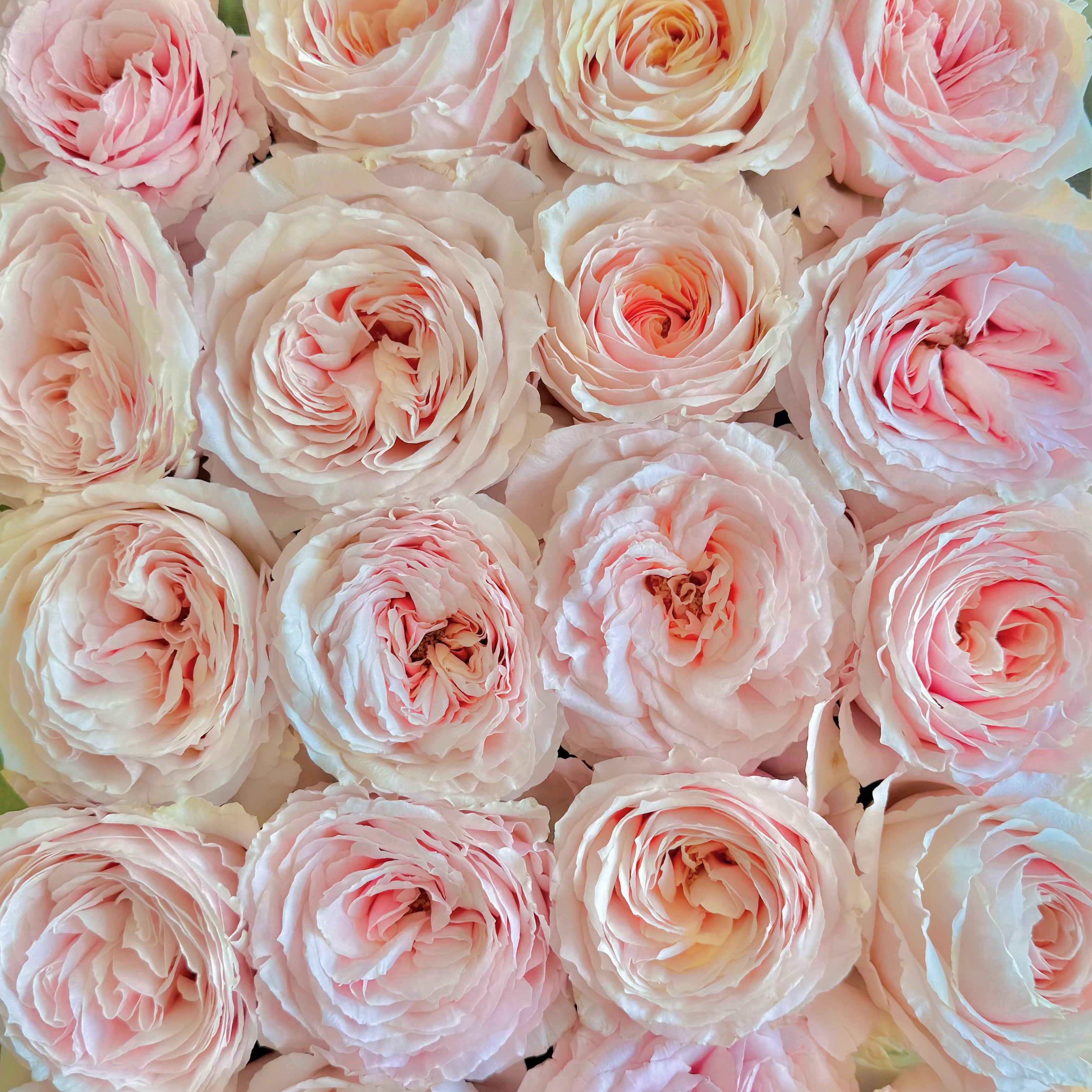 Close-up of pink and white roses arranged in a pattern