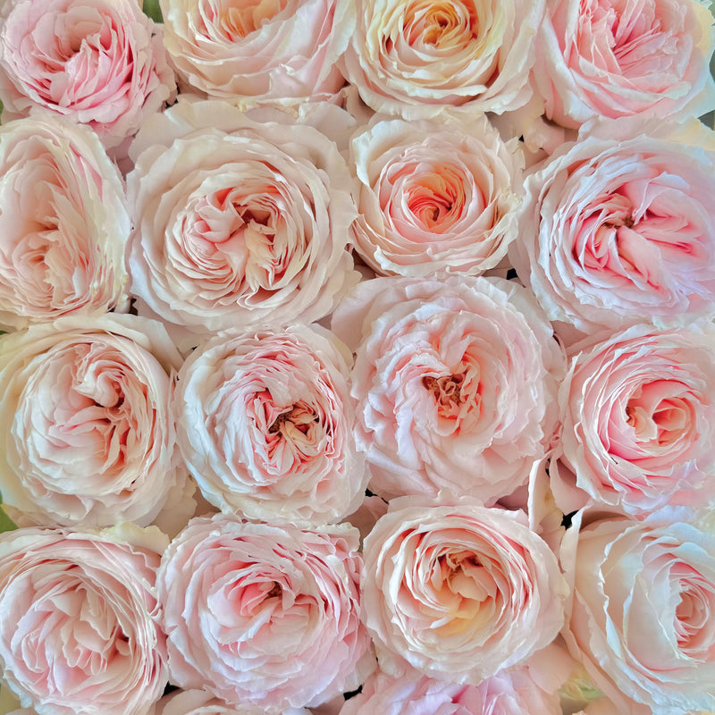 Close-up of pink and white roses arranged in a pattern