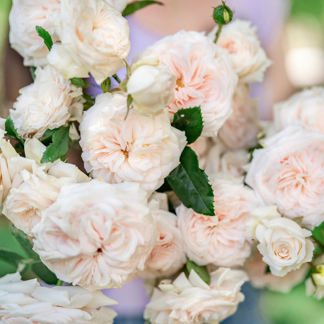 FLASH SALE - 2 Pack Arborose® Honeymoon™