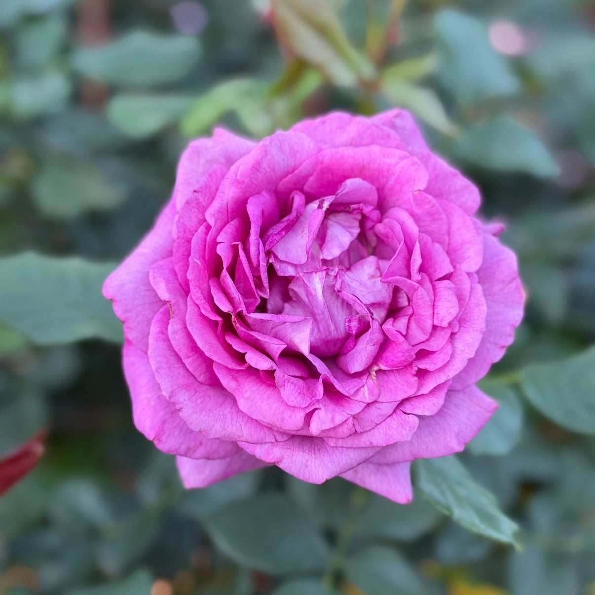 Perfume Factory Rose | Strong Fragrance Pink Rose | Grace Rose Farm
