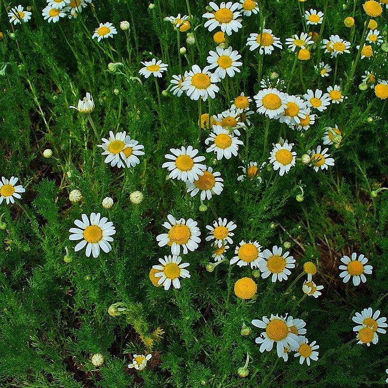 Chamaemelum nobile  - Roman Chamomile