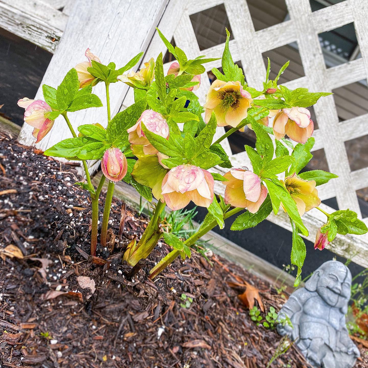 Helleborus Honeymoon® 'Sandy Shores'  Potted Lenten Rose Plant