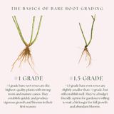 Loves Me, Loves Me Not™  Bare Root Rose Bush