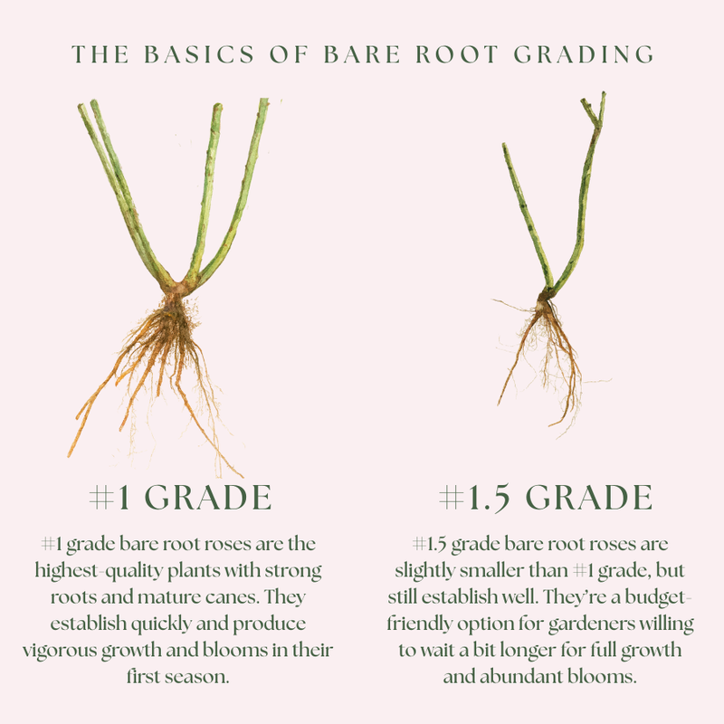 Loves Me, Loves Me Not™  Bare Root Rose Bush