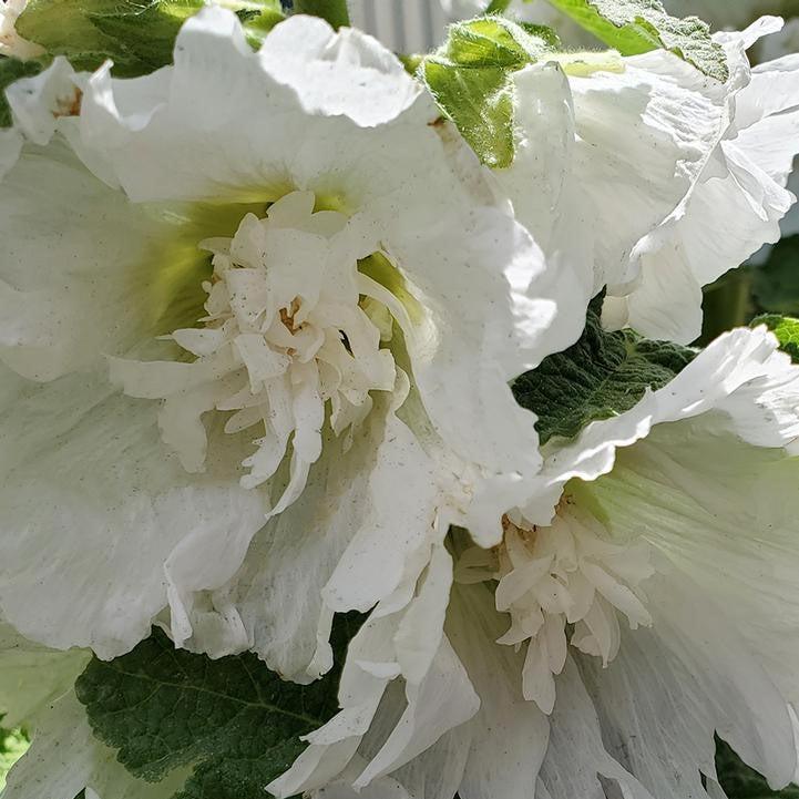 Hollyhock 'Spring Celebrities White' Potted Hollyhock Plant