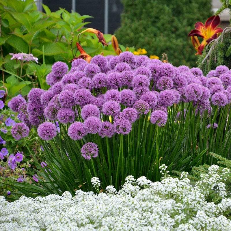 Grace Rose Farm Allium Millenium Ornamental Onion