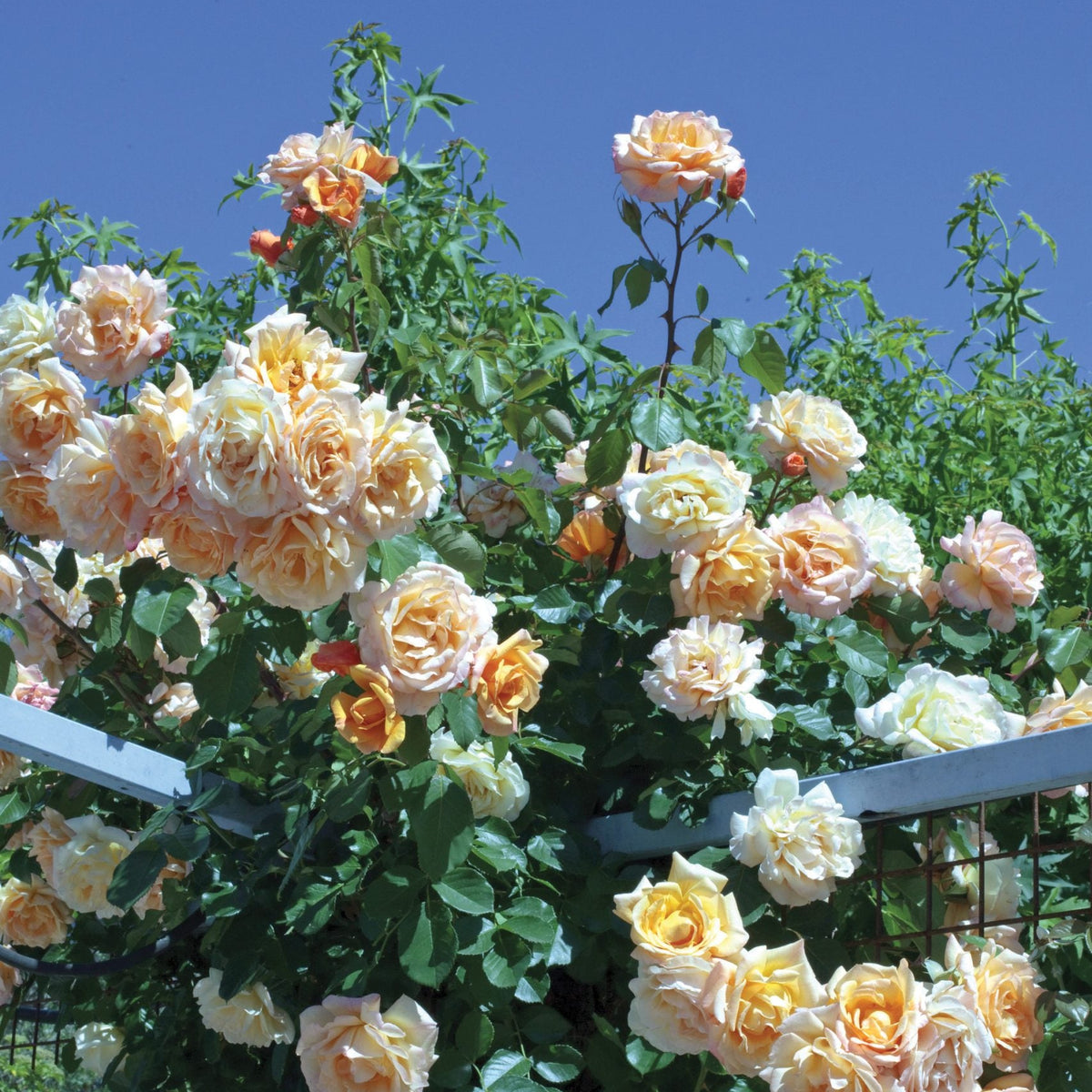 FLASH SALE - 2 Pack Garden Sun™ Potted Climbing Rose