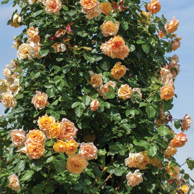 Garden Sun™ Bare Root Climbing Rose