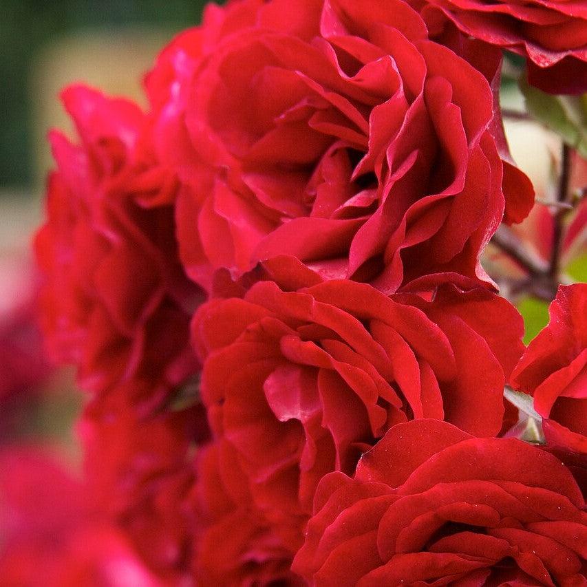 True Bloom® True Love™ Potted Rose Bush