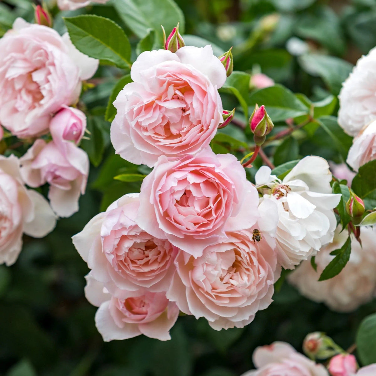 The Generous Gardener Bare Root Rose Bush