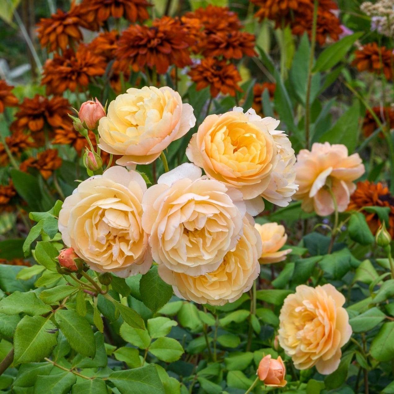 David Austin® Roald Dahl® Potted Rose Bush