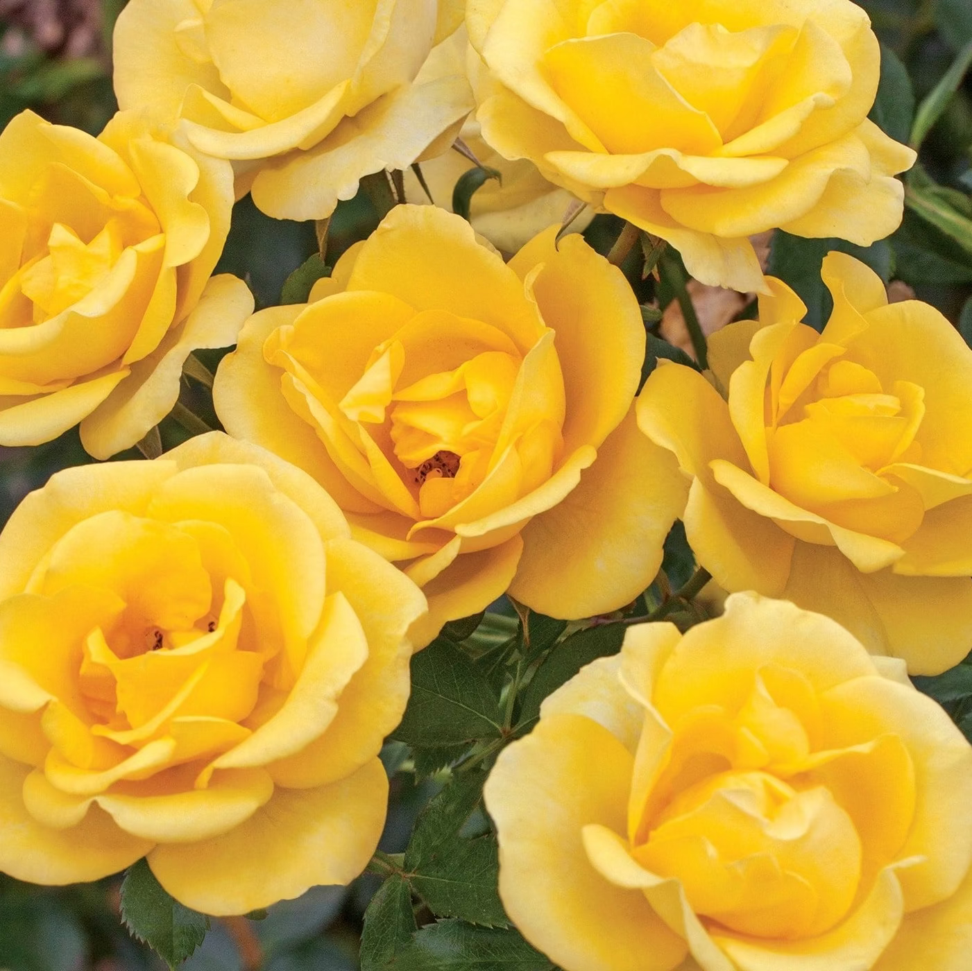 Gilded Sun™ Bare Root Rose Bush