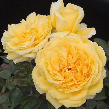 Gilded Sun Tree Rose | Yellow Tree Rose | Grace Rose Farm