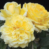 Gina Lollobrigida   Bare Root Rose Bush