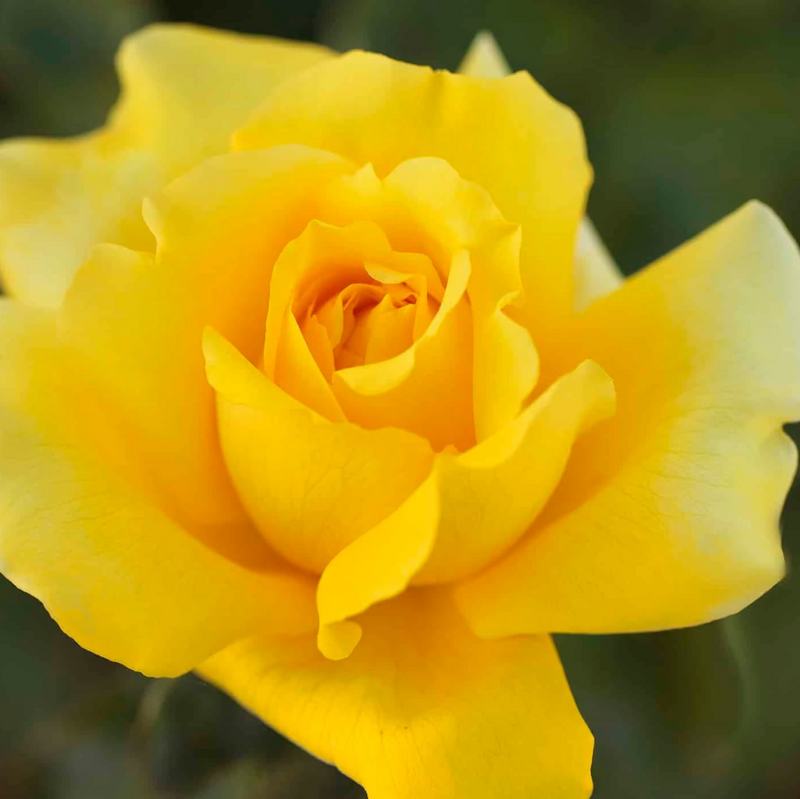 Gina Lollobrigida   Bare Root Rose Bush