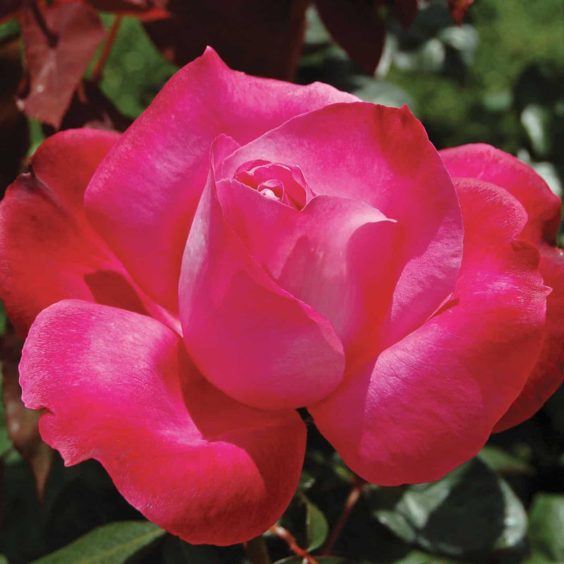 Girl's Night Out™ Potted Rose Bush