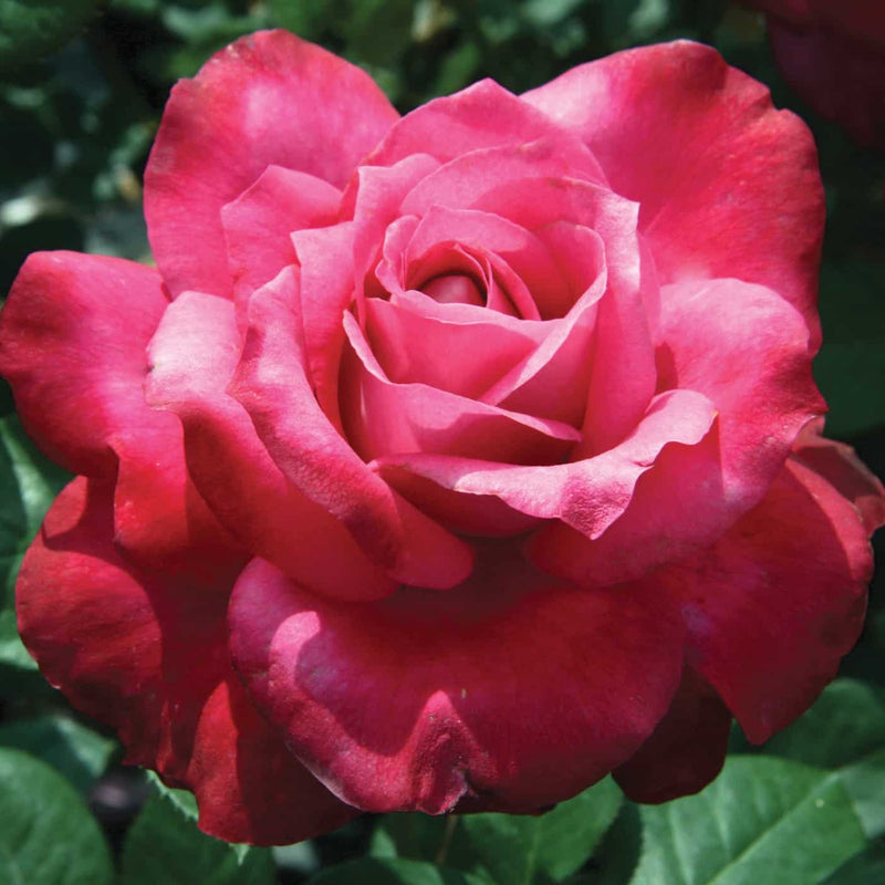 Girl's Night Out™ Potted Rose Bush