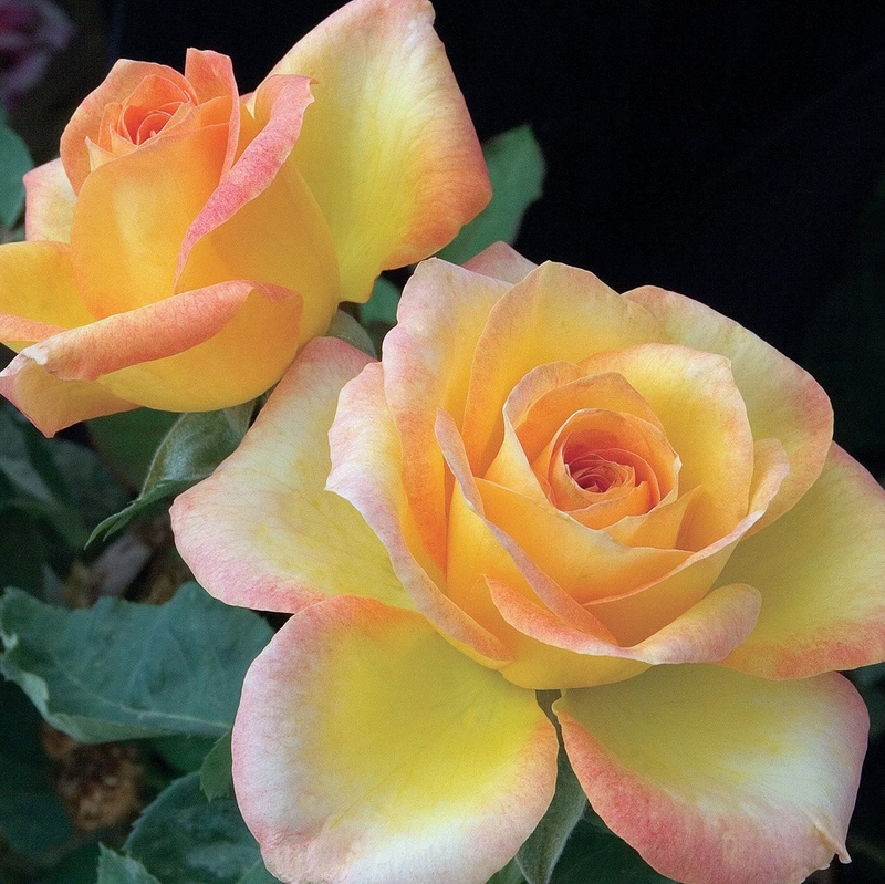 Gold Medal Bare Root Rose Bush