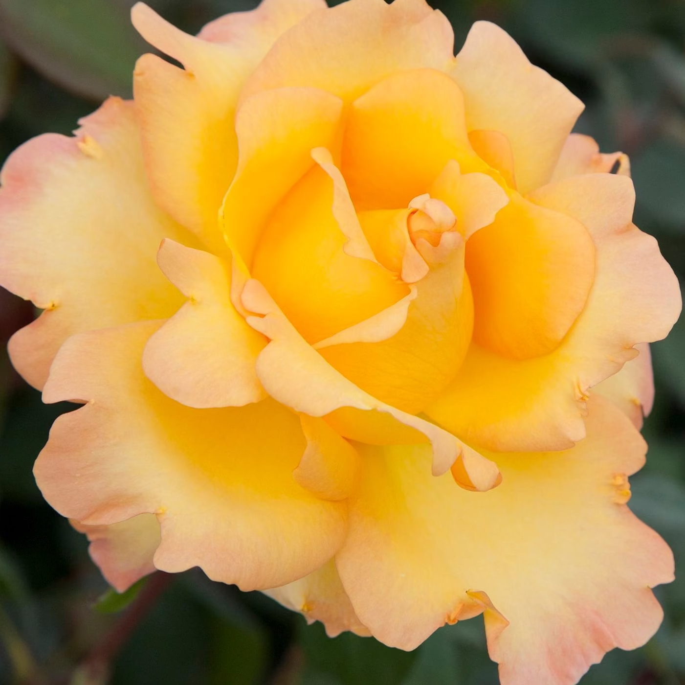 Gold Medal Bare Root Rose Bush