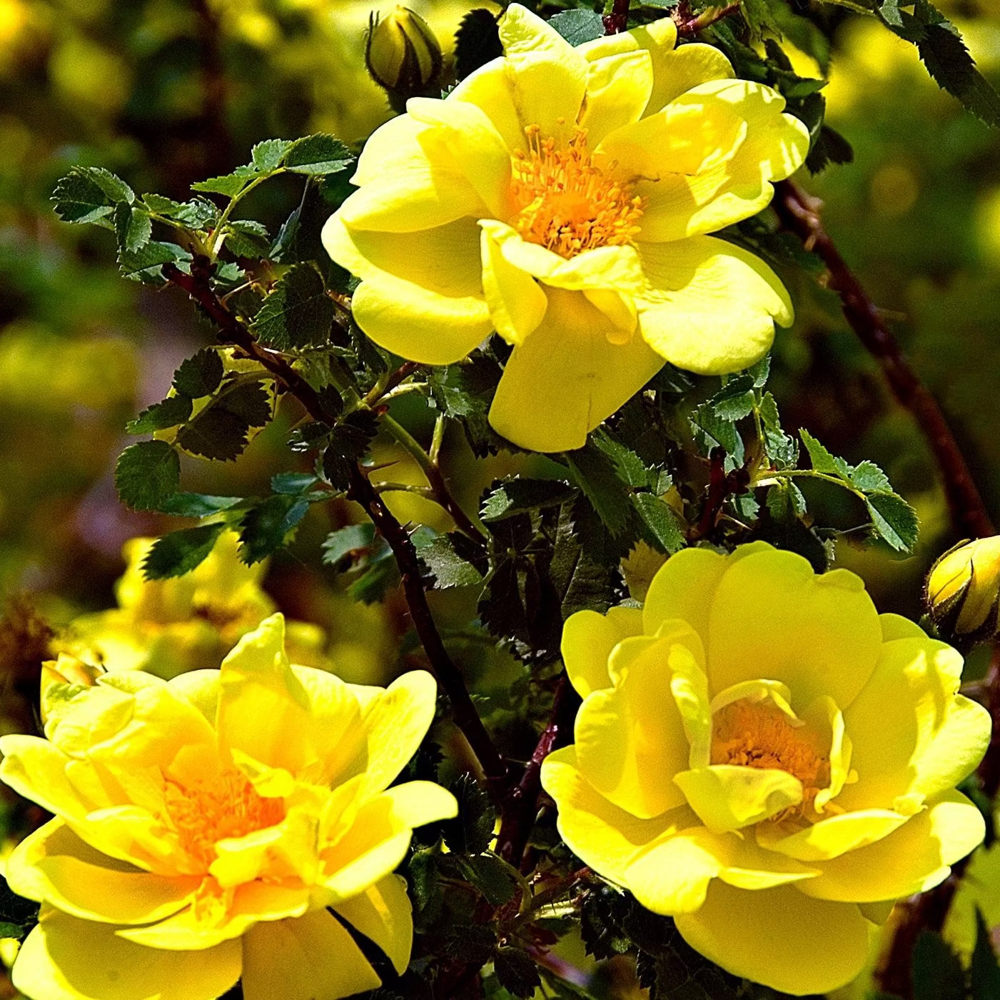 Golden Showers Potted Climbing Rose