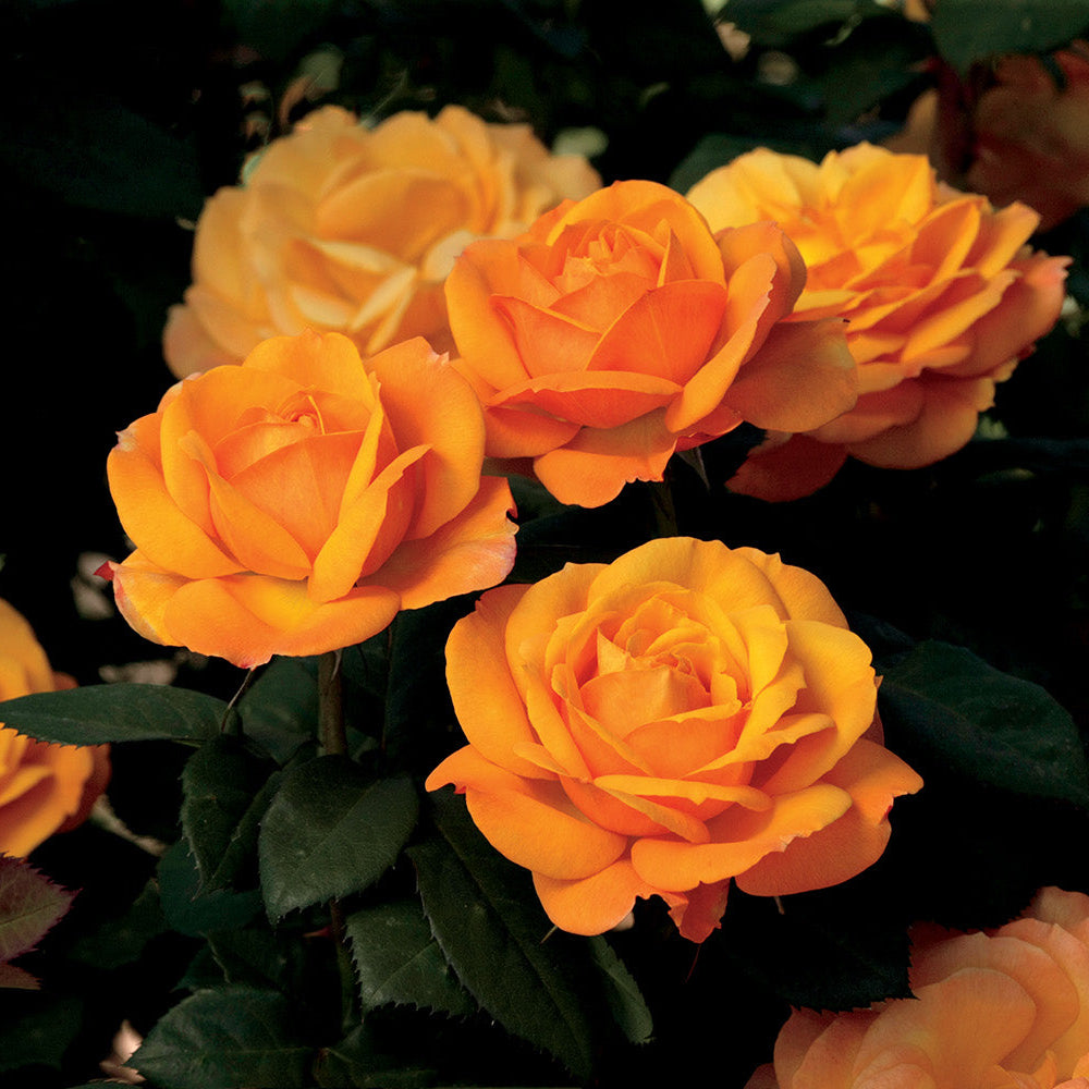 Good As Gold™ Bare Root Rose Bush