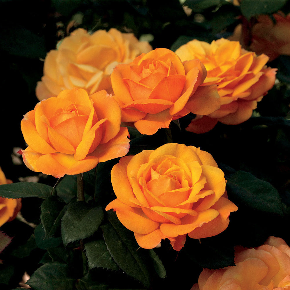 Good as Gold™ Potted Tree Rose