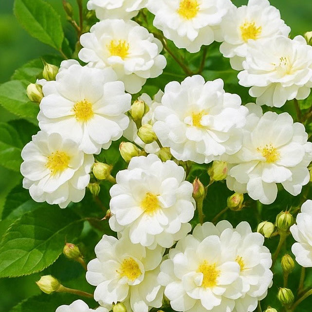 Close-up of white flowers with yellow centers on a green background