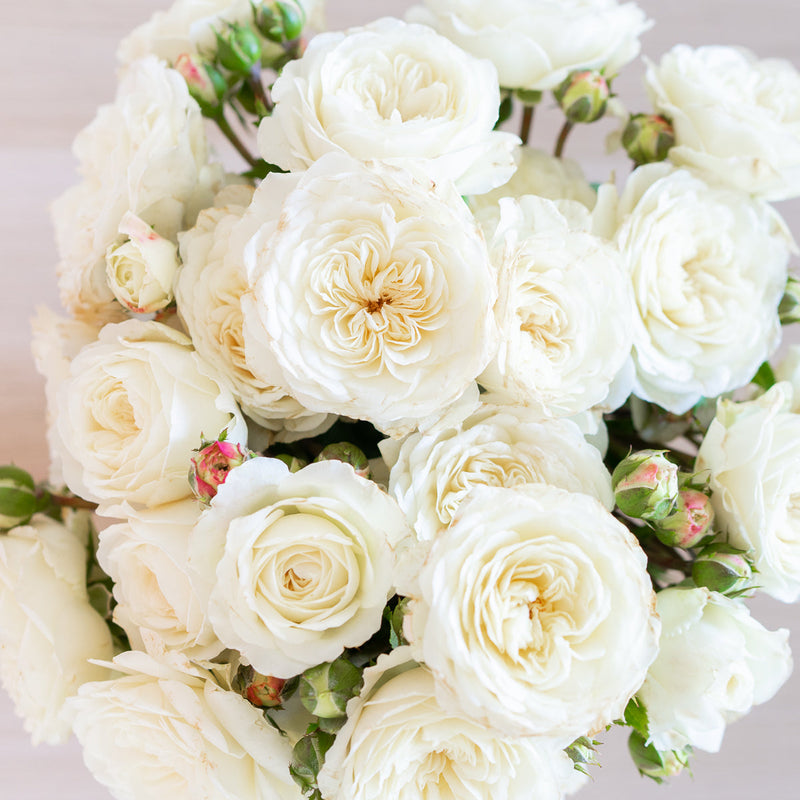 GARDEN ROSES: The Complete Guide to Growing & Arranging Spectacular ...