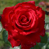 Eleganza® Grande Amore™ Potted Rose Bush