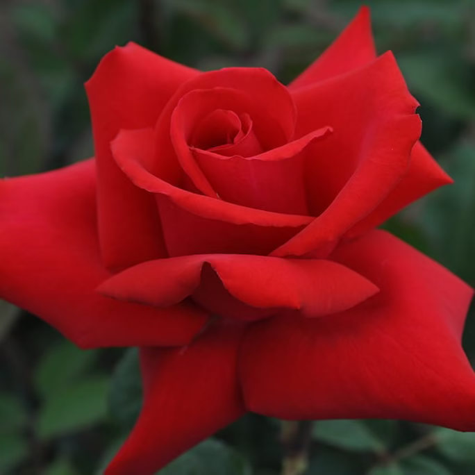 Eleganza® Grande Amore™ Potted Rose Bush