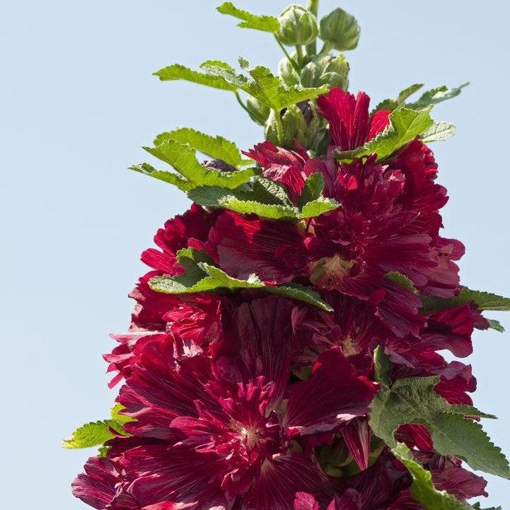 Hollyhock Spring Celebrities™  Potted Crimson Hollyhock Plant