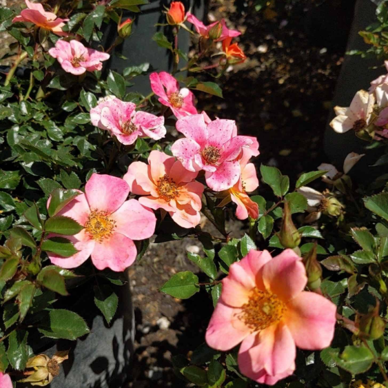 Happy Chappy Potted Rose Bush
