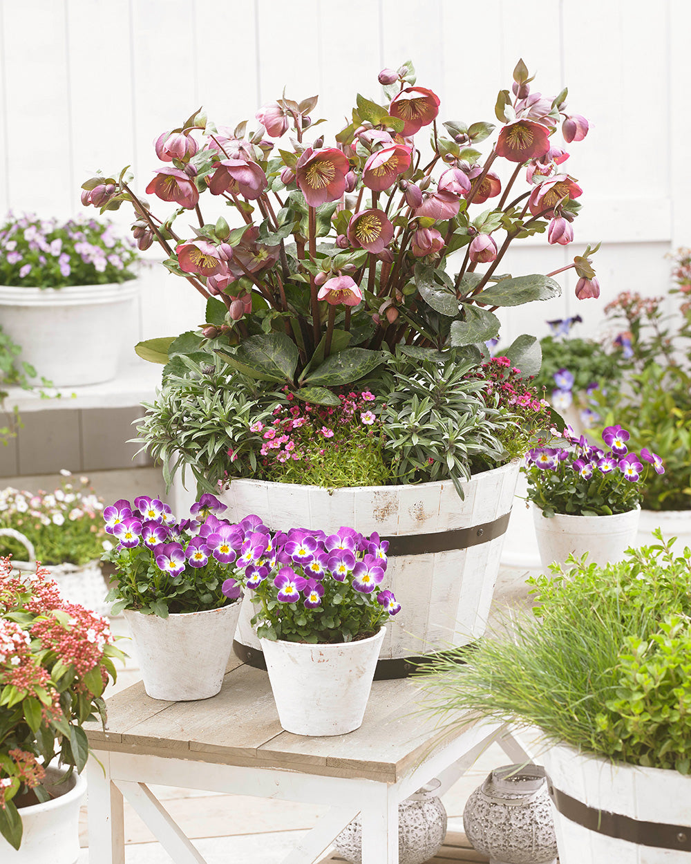 ミロ ロラン・ペンローズ Hellebore FrostKiss® Penny's Pink® Potted Lenten Rose Plant