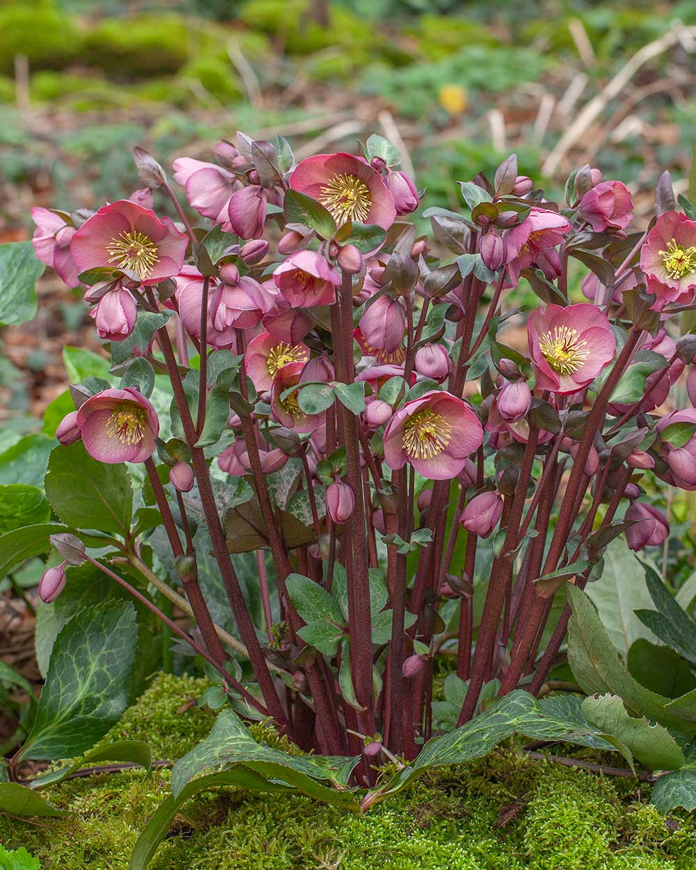 ミロ ロラン・ペンローズ Hellebore FrostKiss® Penny's Pink® Potted Lenten Rose Plant
