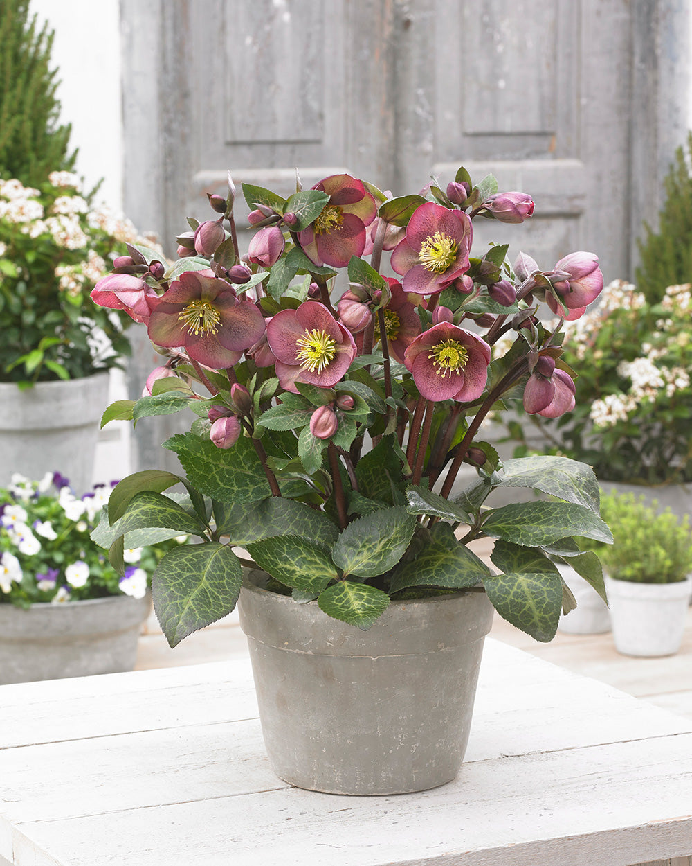 Hellebore FrostKiss® Pippa's Purple Potted Lenten Rose Plant