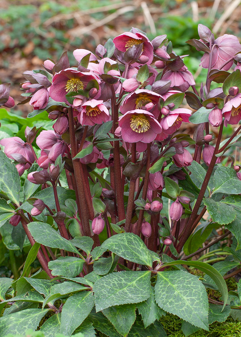 Hellebore FrostKiss® Pippa's Purple Potted Lenten Rose Plant