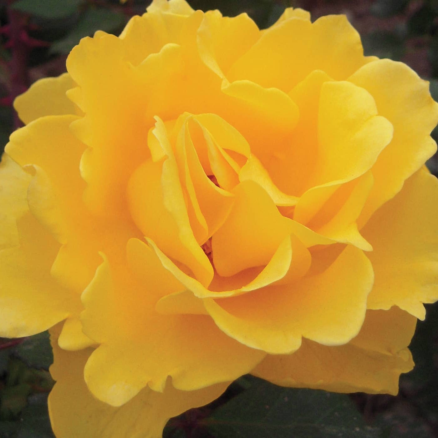 Henry Fonda Bare Root Tree Rose