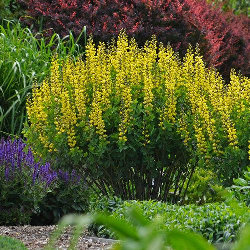 Proven Winners® Baptisia Decadence® Lemon Meringue Potted Baptisia Plant