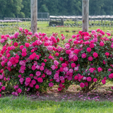 Highwire Flyer™ Potted Climbing Rose