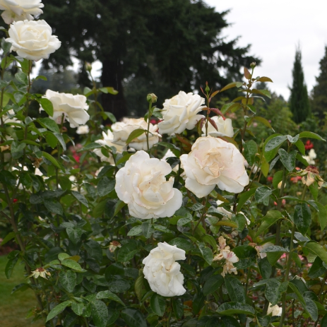 Home and Family™ Bare Root Rose Bush