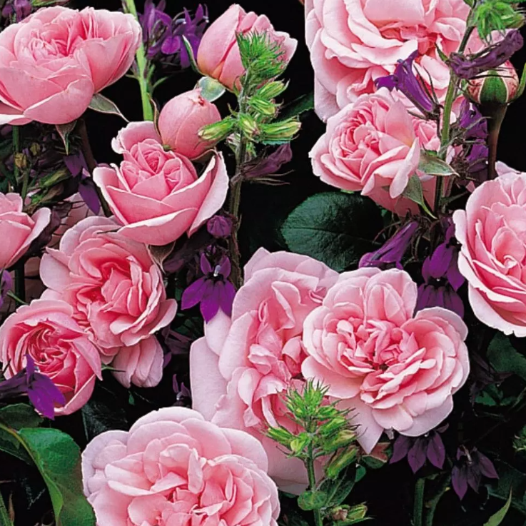 Home & Garden® Bare Root Rose Bush