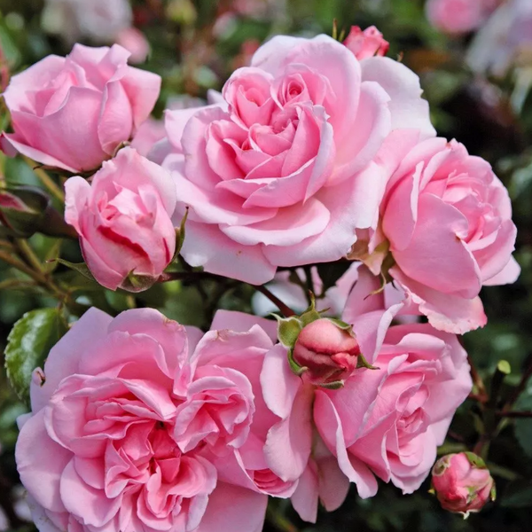 Home And Garden Rose | Disease Resistant Pink Rose | Grace Rose Farm