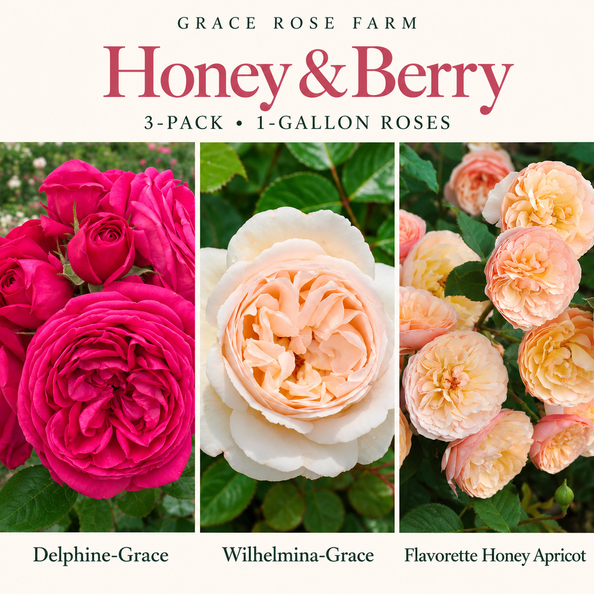 HONEY & BERRY  3 Pack - Delphine-Grace™, Wilhelmina-Grace™ & Flavorette® Honey Apricot