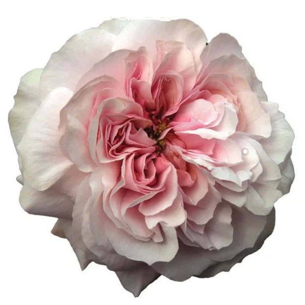 Princess Hoshiko® Potted Rose Bush